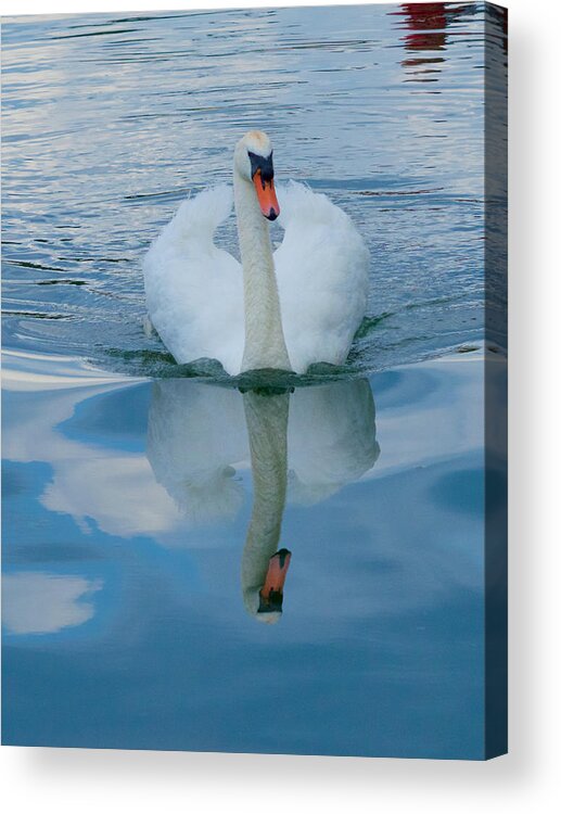 Swan Acrylic Print featuring the photograph A Swan in the Clouds by Mark Egerton