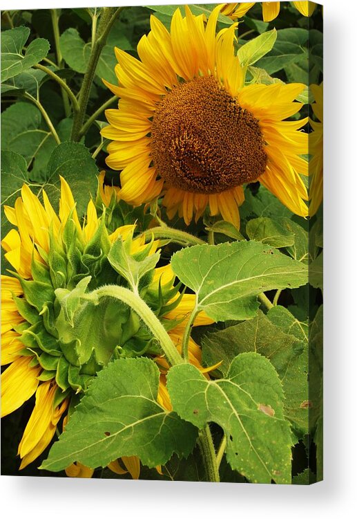 Sunflower Acrylic Print featuring the photograph A tired friend by John Scates