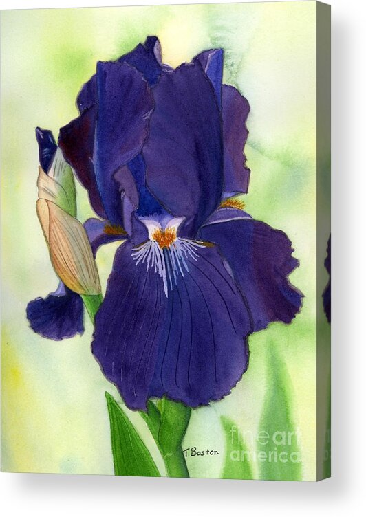 Iris Acrylic Print featuring the painting Adeles Iris by Teresa Boston
