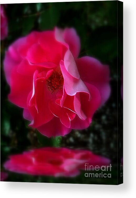 Pink Acrylic Print featuring the photograph Adoration by Elfriede Fulda