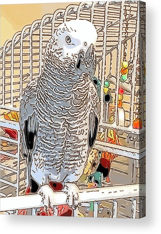 Pencil Acrylic Print featuring the photograph African Grey Parrot in pencil by Jennifer Grossnickle