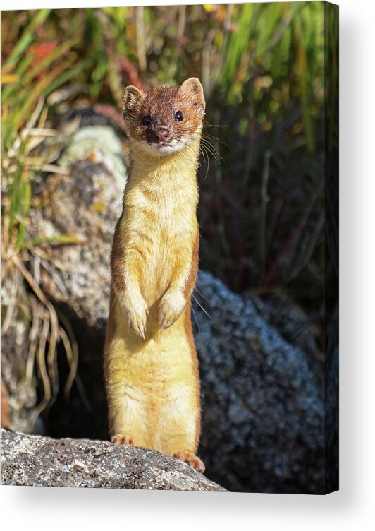Long-tailed Weasel Acrylic Print featuring the photograph Alpine Tundra Weasel #3 by Mindy Musick King