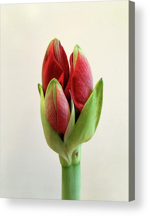 Amaryllis Acrylic Print featuring the photograph Red Amaryllis Flower Buds Trio by Yuri Tomashevi