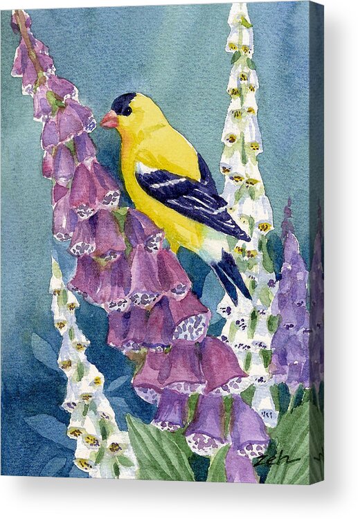 Goldfinch Acrylic Print featuring the painting American Goldfinch and Foxgloves by Janet Zeh