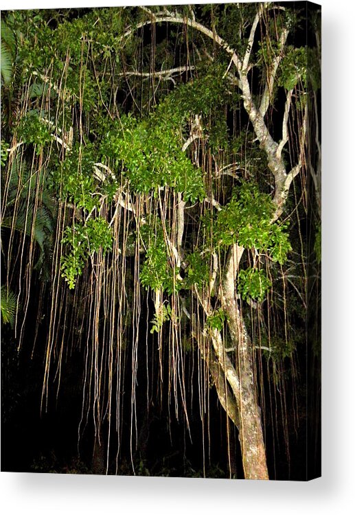 Tree Acrylic Print featuring the photograph An Unusual Tree by Rosalie Scanlon