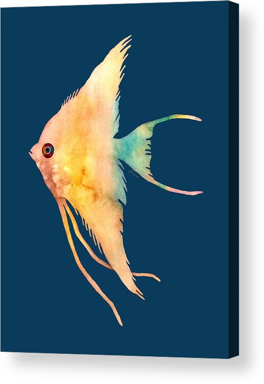 Fish Acrylic Print featuring the painting Angelfish II - solid background by Hailey E Herrera