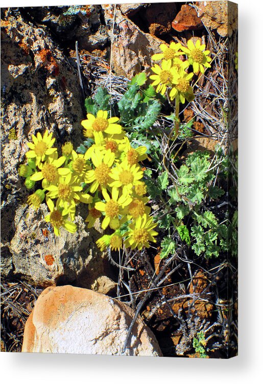 Arizona Acrylic Print featuring the photograph Arizona Desert Flowers by Ilia -