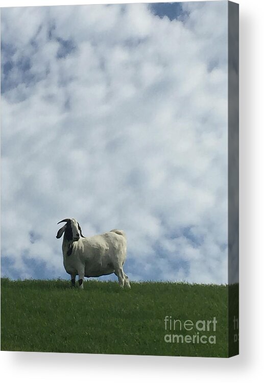 White Acrylic Print featuring the photograph Art Goat by Margie Hurwich