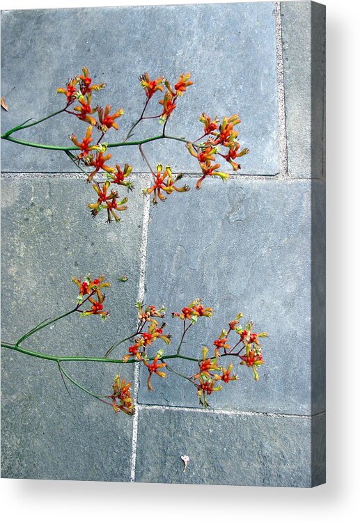 Flowers Acrylic Print featuring the photograph Asian Appeal by Deborah Crew-Johnson