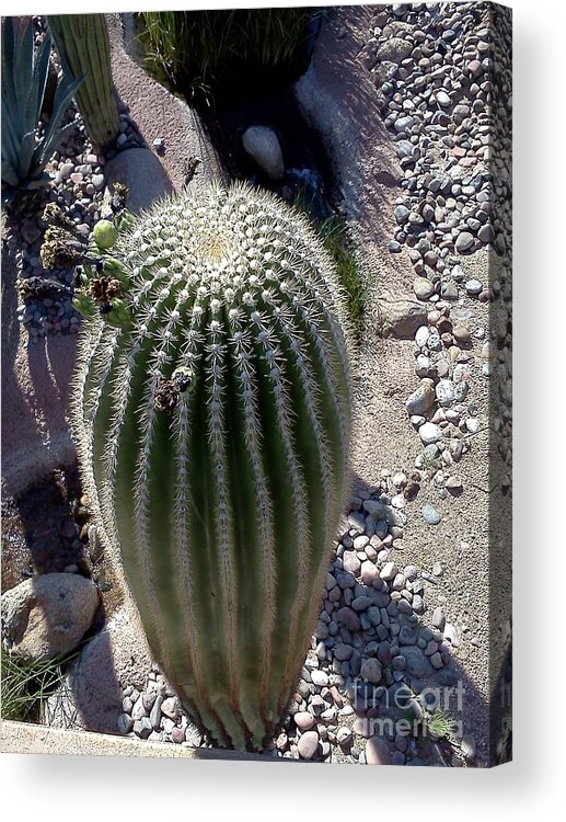 Cactus Acrylic Print featuring the photograph At the top by Pamela Henry