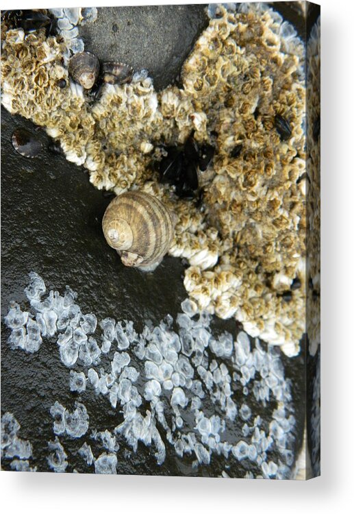 Snails Acrylic Print featuring the photograph Attached by Gallery Of Hope 