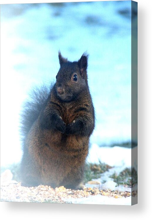 Squirrel Acrylic Print featuring the photograph Attentive by Corinne Elizabeth Cowherd