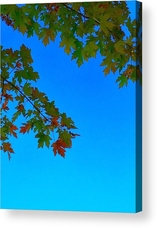 Autumn Acrylic Print featuring the photograph Autumn Leaves by Lisa Pearlman