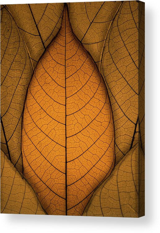 Autumn Acrylic Print featuring the photograph Autumn Leaves by Paul Wear