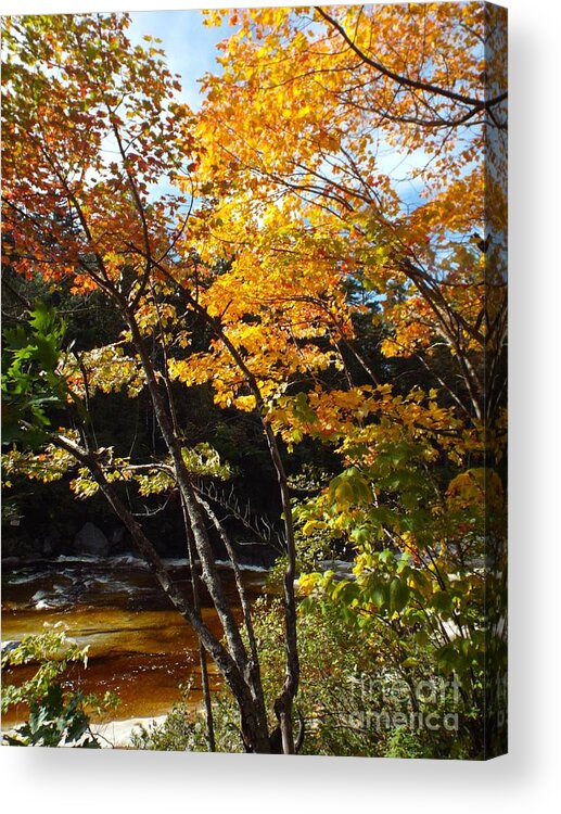 Autumn Acrylic Print featuring the photograph Autumn River by Barbara Von Pagel