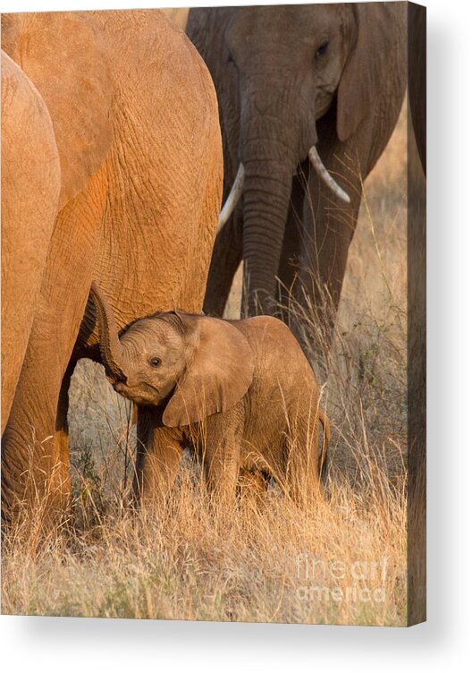 African Elephant Acrylic Print featuring the photograph Baby Elephant 2 by Chris Scroggins