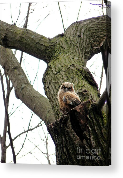 Great Horned Owl Acrylic Print featuring the photograph Baby Hooter - 2 by David Bearden