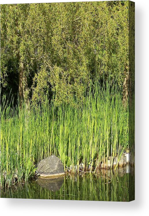 Green Bamboo Acrylic Print featuring the photograph Bamboo at the Pond by Elena Perelman