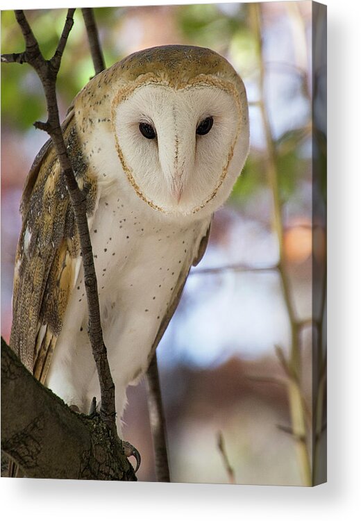 Bird Acrylic Print featuring the photograph Barn Owl by Karen Smale