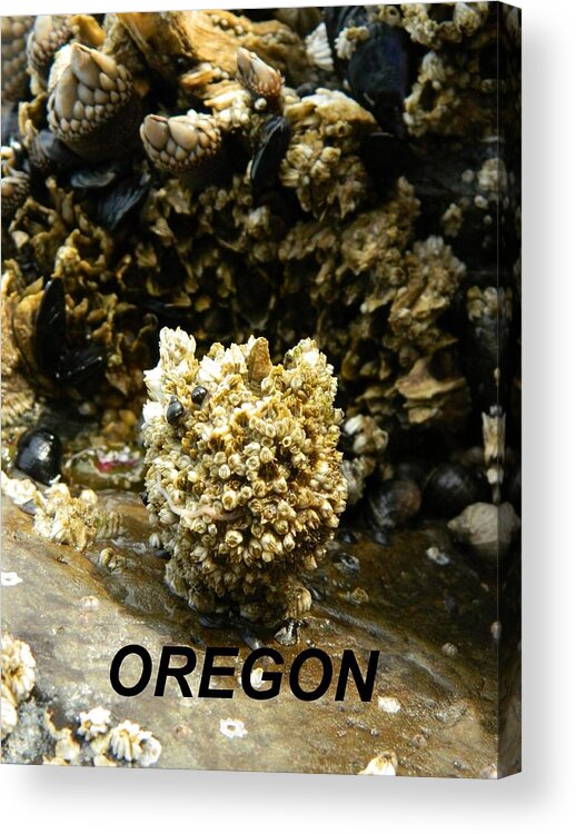 Worms Acrylic Print featuring the photograph Barnacle With Worm by Gallery Of Hope 