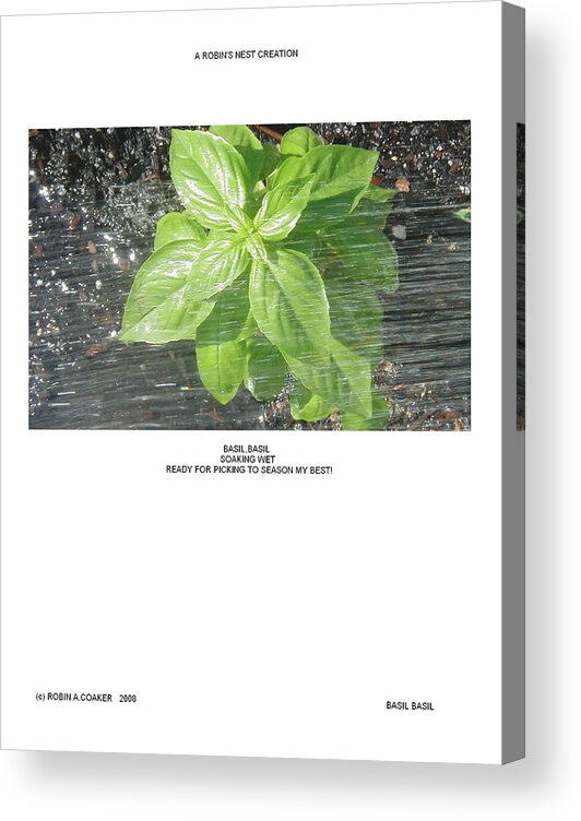 Fresh Herbs Acrylic Print featuring the photograph Basil Basil by Robin Coaker