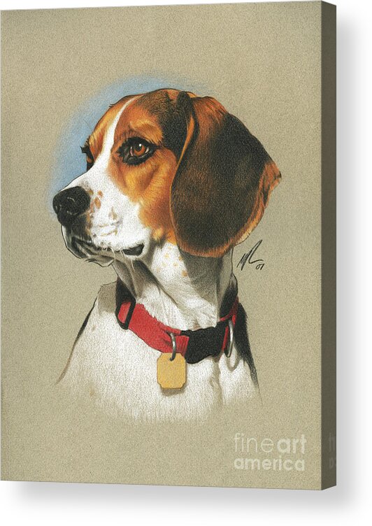 Pet Acrylic Print featuring the painting Beagle by Marshall Robinson