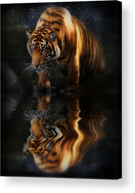 Tigers Acrylic Print featuring the photograph Beautiful Animal by Kym Clarke