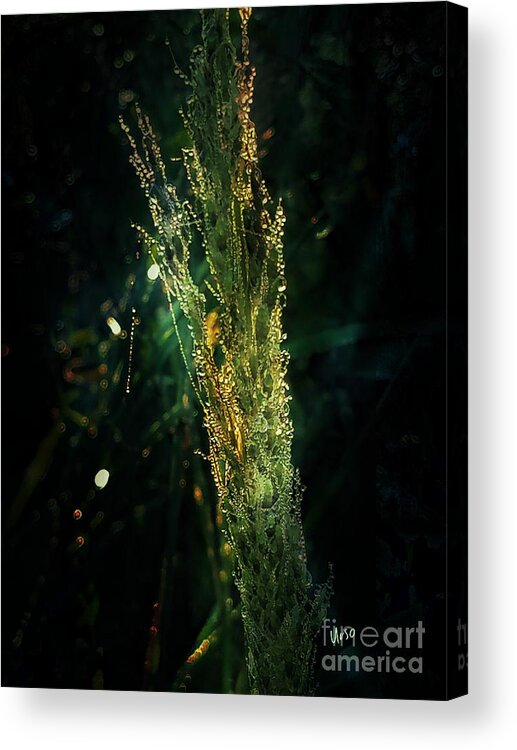 Beauty In The Dark Acrylic Print featuring the photograph Beauty in the Dark by Maria Urso