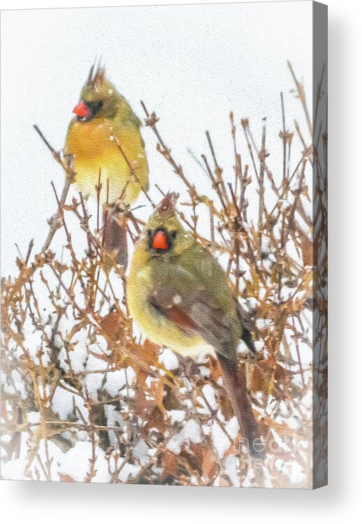 Cardinal Acrylic Print featuring the photograph Beauty in the Storm by Lisa Kilby