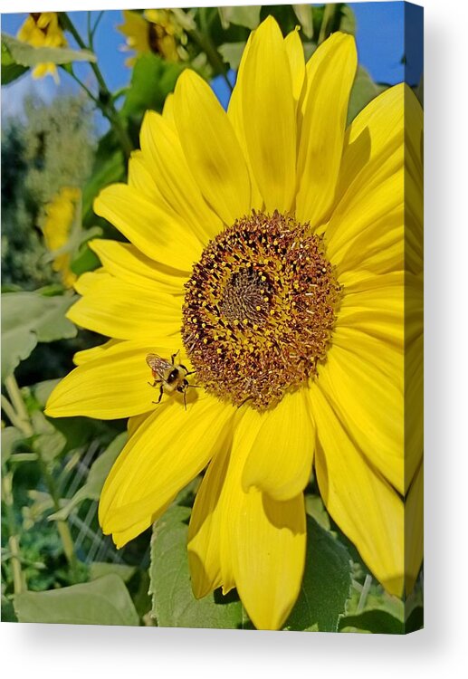 Yellow Acrylic Print featuring the photograph Bee-Dazzled by Amanda Smith