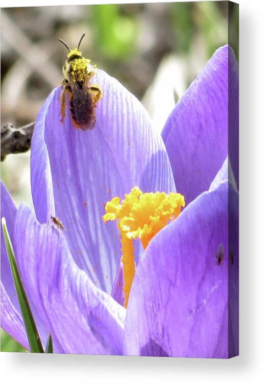 Bee Acrylic Print featuring the photograph Bee Pollen by Azthet Photography