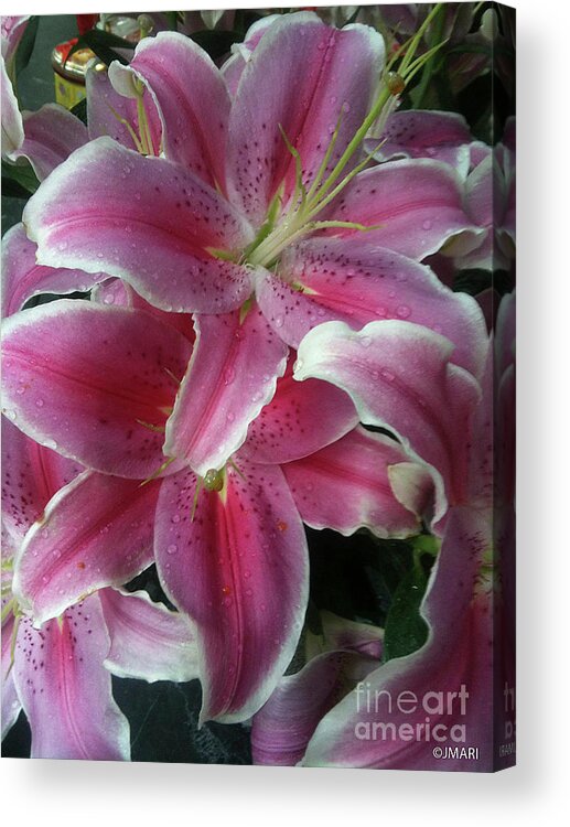 #tigerlily Acrylic Print featuring the photograph Beneath the Stars by Jacquelinemari