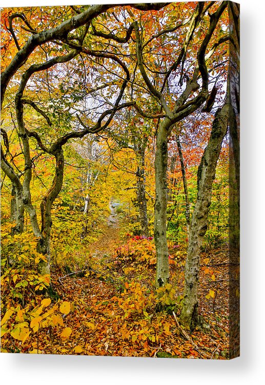 Landscape Acrylic Print featuring the photograph Bent tree trail by Vance Bell