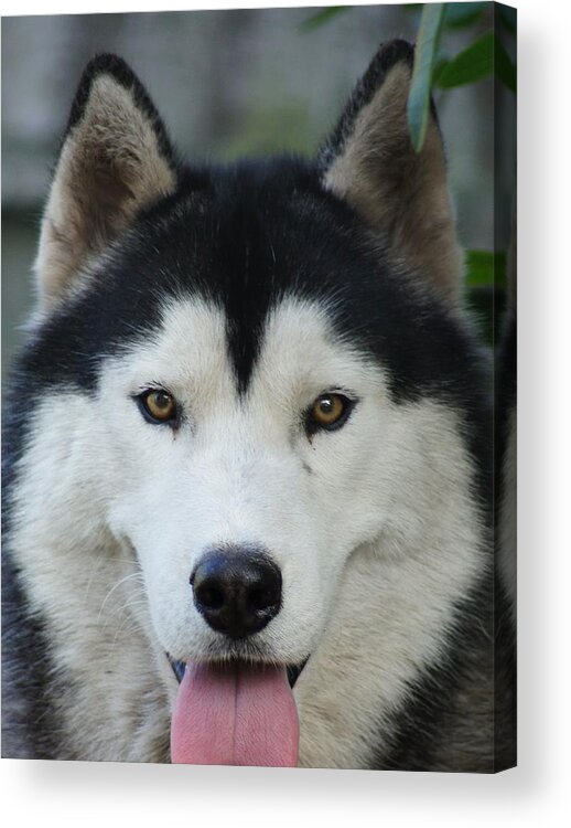 Siberian Husky Acrylic Print featuring the photograph Big Boi by Lynda Dawson-Youngclaus