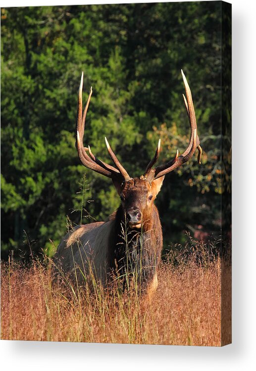 Big Bull Elk Acrylic Print featuring the photograph Big Bull Elk Up Close in Lost Valley by Michael Dougherty