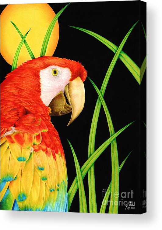 Macaw Acrylic Print featuring the drawing Bird in Paradise by Sheryl Unwin