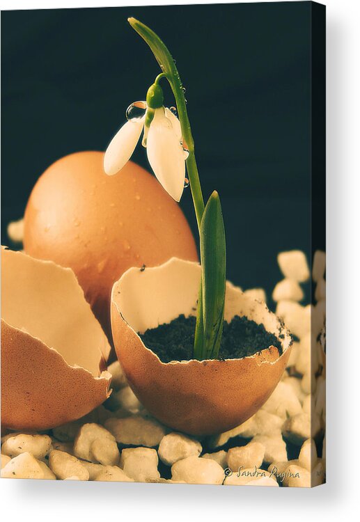 Spring Acrylic Print featuring the photograph Birth of spring by Sandra Rugina