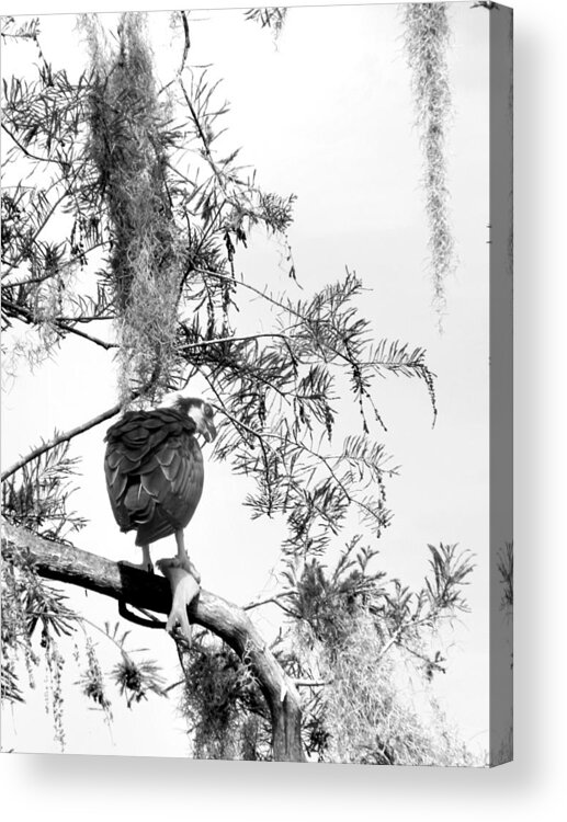 Osprey Acrylic Print featuring the photograph Black and White Osprey with a fish  by Christopher Mercer