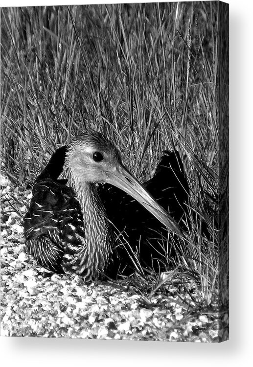 Black And White Acrylic Print featuring the photograph Black and White Resting Limpkin Bird by Christopher Mercer