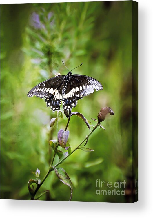 Black Swallowtail Butterfly Acrylic Print featuring the photograph Black Swallowtail Butterfly by Kerri Farley