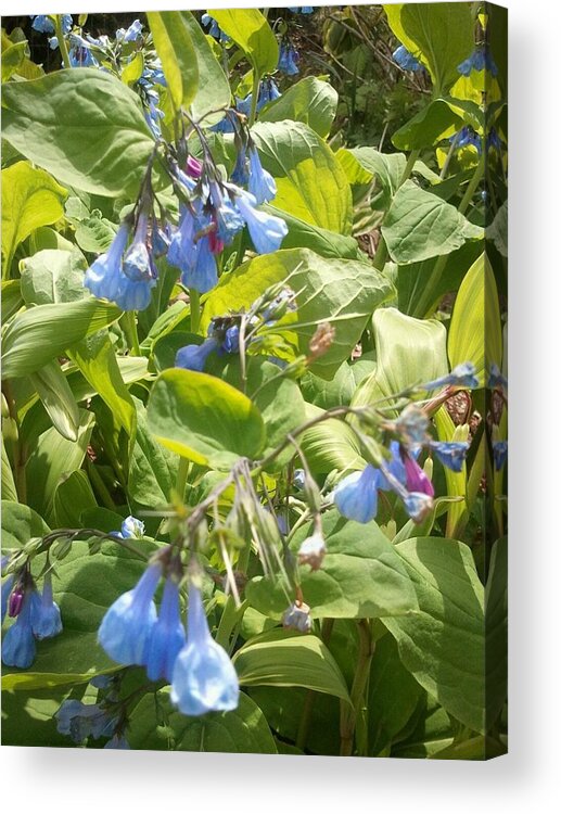 Blue Acrylic Print featuring the photograph Blue Bells by Tim Donovan