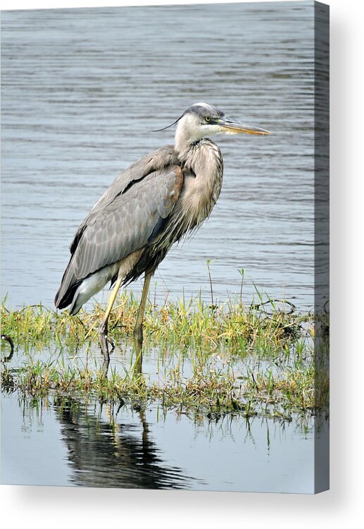 Pond Acrylic Print featuring the photograph Blue Heron by William Albanese Sr
