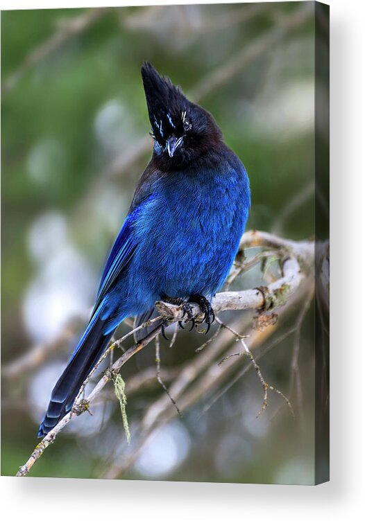 Blue Jade Acrylic Print featuring the photograph Blue Jade by John Poon