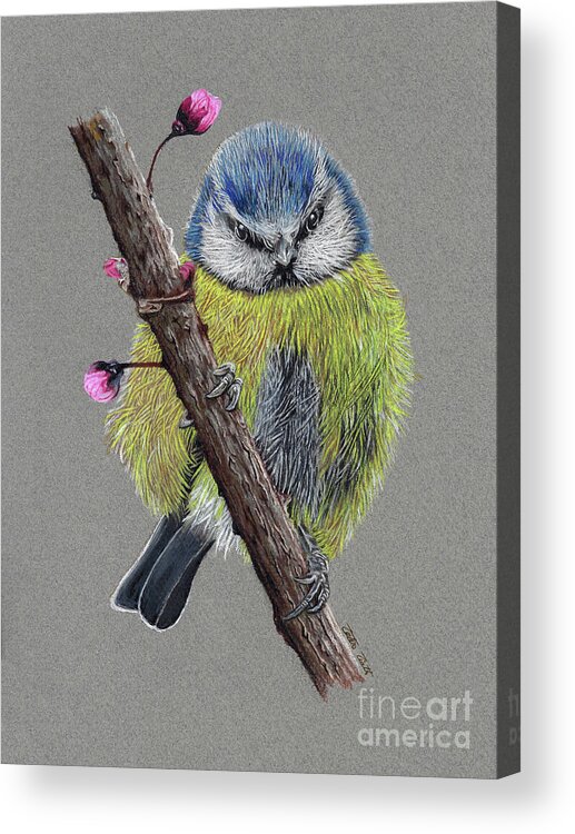 Blue Tit Finch Acrylic Print featuring the painting Blue Tit Finch by Peter Piatt