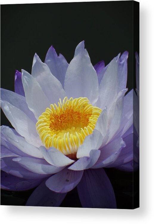 Scoobydrew81 Andrew Rhine Flower Flowers Bloom Blooms Macro Petal Petals Close-up Closeup Nature Botany Botanical Floral Flora Art Color Soft Black Contrast Simple Clean Crisp Spring Blue Water Lilly Yellow Pond Tropical Acrylic Print featuring the photograph Blue Water Lilly 1 by Andrew Rhine