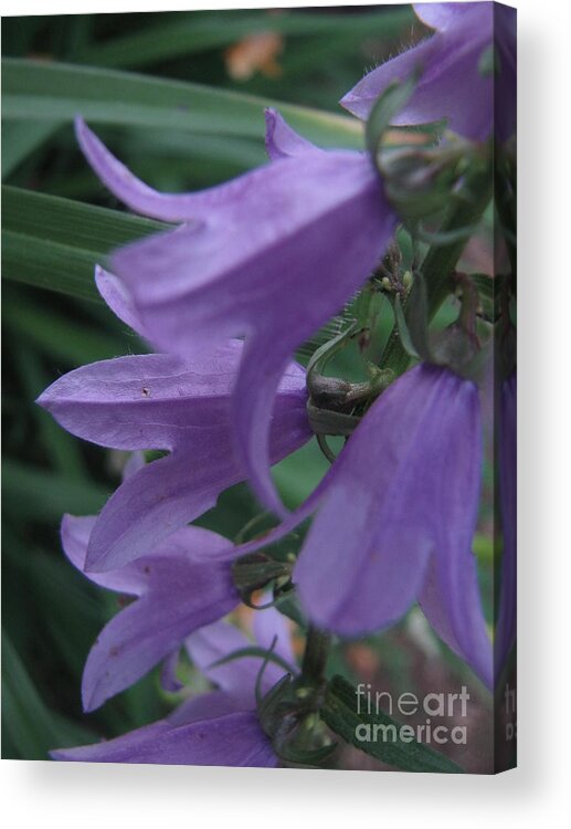 Blue Acrylic Print featuring the photograph Bluebells by Kimberly Hadden