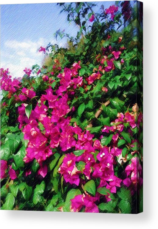 Bougainvillea Acrylic Print featuring the photograph Bougainvillea by Sandy MacGowan