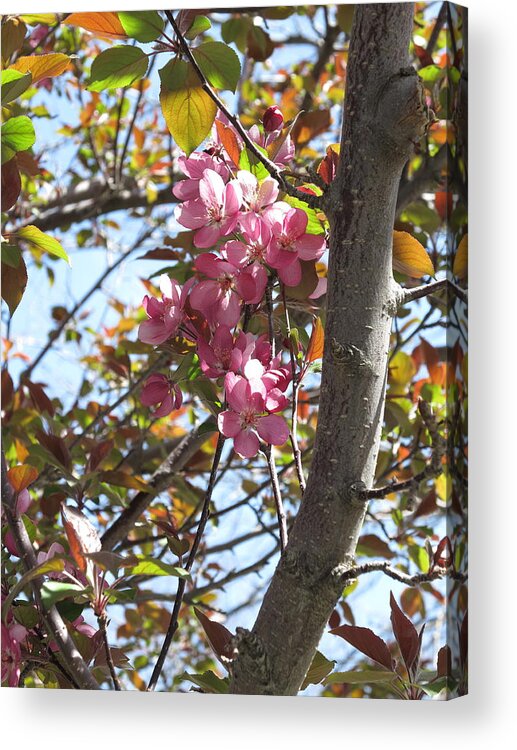Spring Acrylic Print featuring the photograph Bouquet by Jessica Myscofski