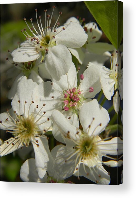 Bradford Pear Blossoms Acrylic Print featuring the photograph Bradford Pear Blossoms by Warren Thompson