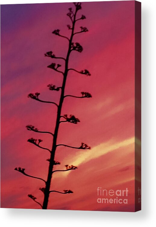 Sunset Acrylic Print featuring the photograph Agave at Sunset by Beth Myer Photography